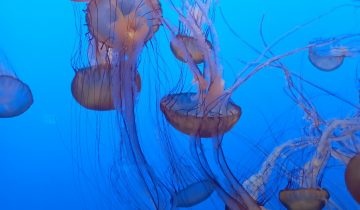 Chrysaora_fuscescens