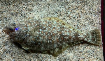 Citharichthys_stigmaeus