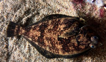 Citharichthys_stigmaeus