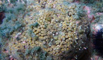 Cladocora_caespitosa