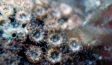 Cladocora_caespitosa