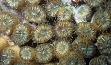 Cladocora_cespitosa