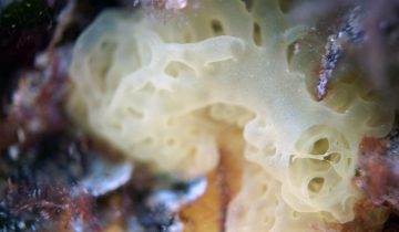 Clathrina_clathrus