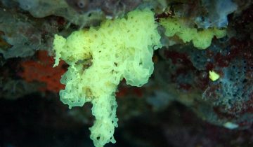 Clathrina_clathrus