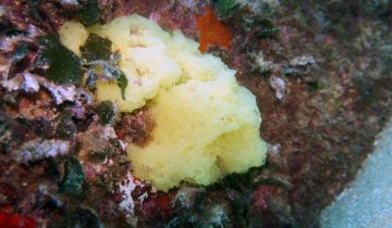 Clathrina_clathrus