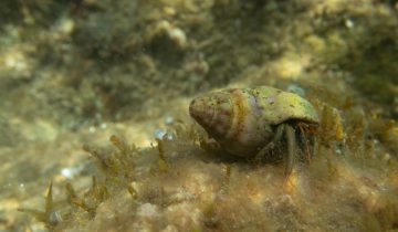 Clibanarius_erythropus
