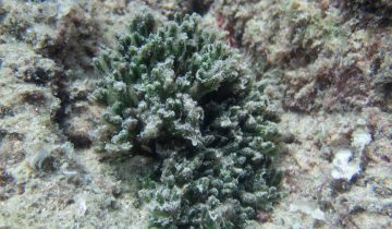 Codium_vermilara