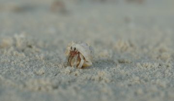 Coenobita_spp