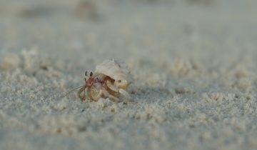 Coenobita_spp