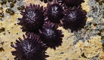 Colobocentrotus_atratus