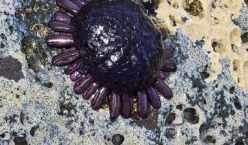 Colobocentrotus_atratus
