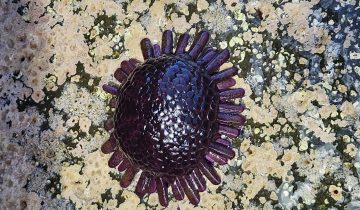 Colobocentrotus_atratus