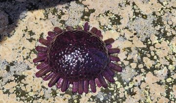 Colobocentrotus_atratus