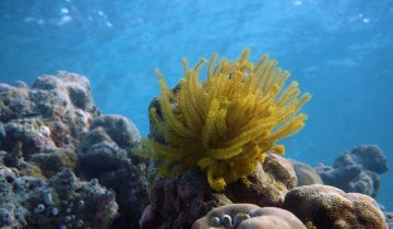 Comaster_nobilis