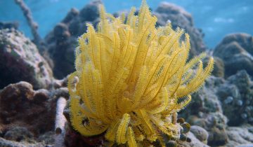 Comaster_nobilis