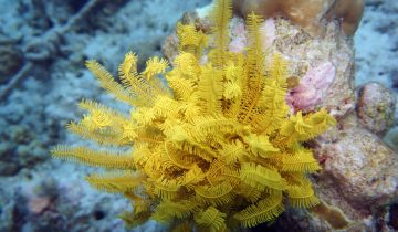 Comaster_nobilis
