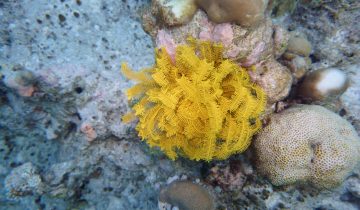 Comaster_nobilis