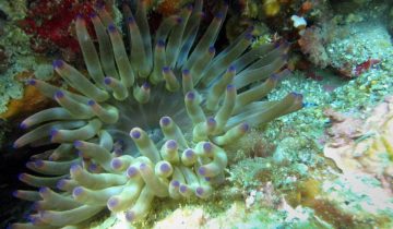 Condylactis_aurantiaca