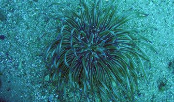 Condylactis_aurantiaca