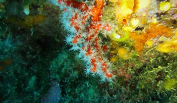 Corallium_rubrum