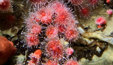 Corynactis_californica