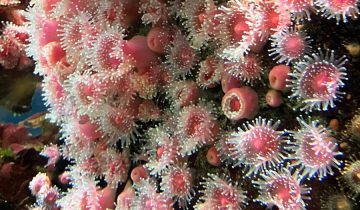 Corynactis_californica