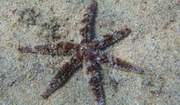 Coscinasterias_tenuispina