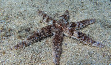 Coscinasterias_tenuispina