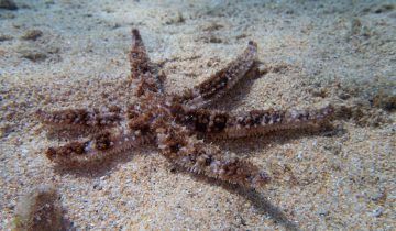 Coscinasterias_tenuispina