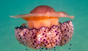 Cotylorhiza_tuberculata_014_L_Sant-Pol-de-Mar_U_Sebas_16082025