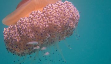 Cotylorhiza_tuberculata_015_L_Sant-Pol-de-Mar_U_Sebas_16082025