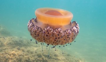 Cotylorhiza_tuberculata_016_L_Sant-Pol-de-Mar_U_Sebas_16082025