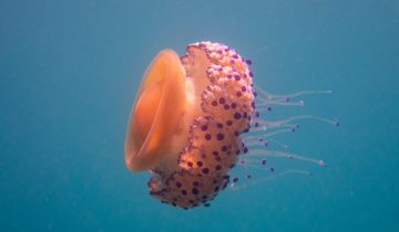 Cotylorhiza_tuberculata_017_L_Sant-Pol-de-Mar_U_Sebas_16082025