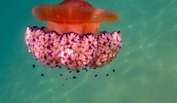 Cotylorhiza_tuberculata_018_L_Sant-Pol-de-Mar_U_Sebas_16082025