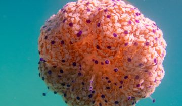 Cotylorhiza_tuberculata_019_L_Sant-Pol-de-Mar_U_Sebas_16082025