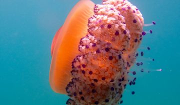 Cotylorhiza_tuberculata_020_L_Sant-Pol-de-Mar_U_Sebas_16082025