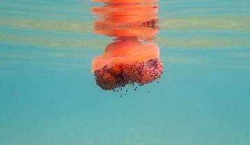 Cotylorhiza_tuberculata_021_L_Sant-Pol-de-Mar_U_Sebas_16082025
