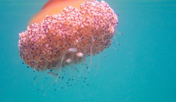 Cotylorhiza_tuberculata_022_L_Sant-Pol-de-Mar_U_Sebas_16082025