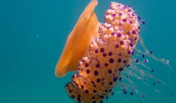 Cotylorhiza_tuberculata_023_L_Sant-Pol-de-Mar_U_Sebas_16082025