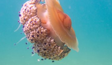 Cotylorhiza_tuberculata_024_L_Sant-Pol-de-Mar_U_Sebas_16082025