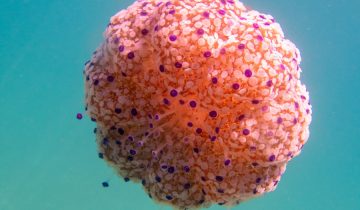 Cotylorhiza_tuberculata_025_L_Sant-Pol-de-Mar_U_Sebas_16082025