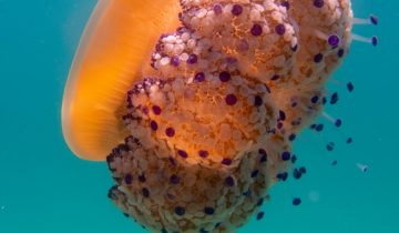 Cotylorhiza_tuberculata_026_L_Sant-Pol-de-Mar_U_Sebas_16082025