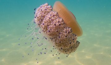 Cotylorhiza_tuberculata_027_L_Sant-Pol-de-Mar_U_Sebas_16082025