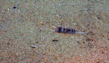 Cratena_peregrina