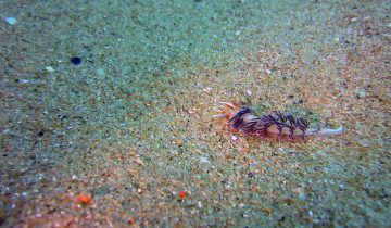 Cratena_peregrina