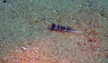 Cratena_peregrina