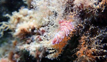 Cratena_peregrina