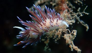 Cratena_peregrina