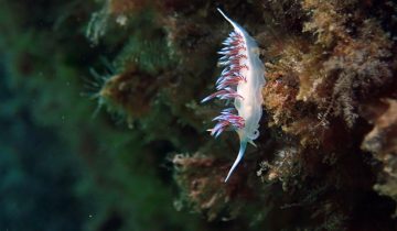 Cratena_peregrina