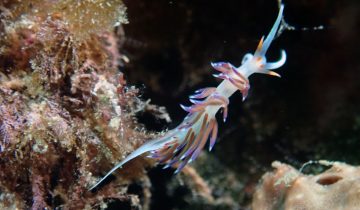 Cratena_peregrina